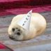 Dunce 🌵🏜️🐍 (@desperatedunce) Twitter profile photo Dunce 🌵🏜️🐍 (@desperatedunce) Twitter profile photo
