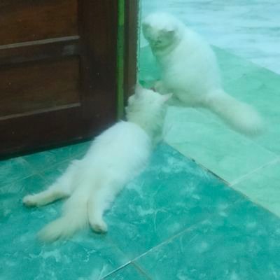 chibimeet's profile picture. 