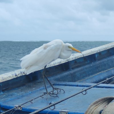 zhangyunle29234's profile picture. 人有多大胆地有多大产