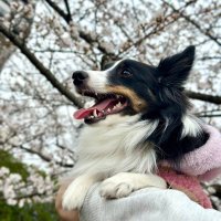 むー (@niconicomuu) Twitter profile photo