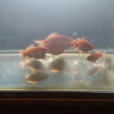 gaoyeshanjian's profile picture. 无智亦无得苦以至无所得业故