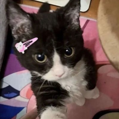 isabererecaさんのプロフィール画像