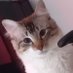 Gustavo (@gustavo54188993) Twitter profile photo Gustavo (@gustavo54188993) Twitter profile photo