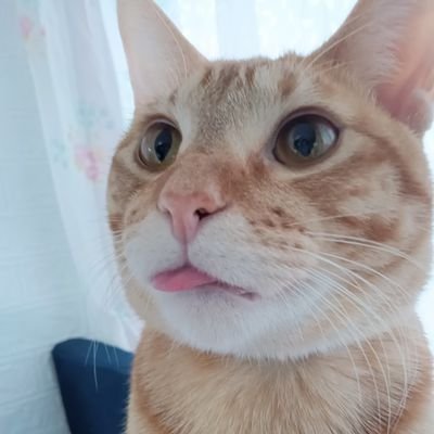 bineckhime's profile picture. キジちゃん😽♂️保護猫推定17歳腎臓病　　茶トラちゃん😽♂️保護猫1歳
　アメちゃん🐱♂🌈12歳7ヶ月
💪筋トレジム通い♀💕　🎹ピアノ🔰初心者♬　お出かけ、グルメ　いいね♥フォローしてくださると嬉しいです❣️
応援よろしくニャン😽