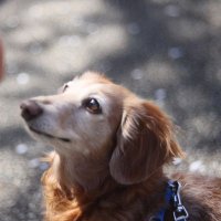 ハチノコ (@noo_66_ds2) 's Twitter Profile Photo ハチノコ (@noo_66_ds2) 's Twitter Profile Photo