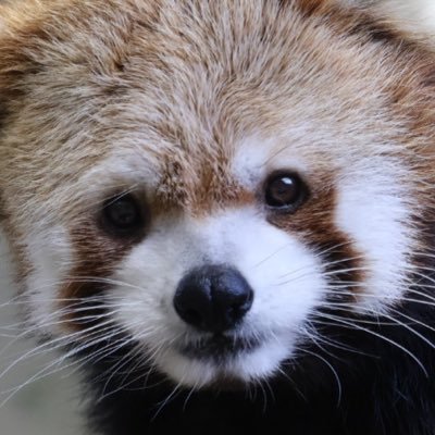 shirasu_cat22's profile picture. 那須どうぶつ王国箱推し🎁🫶ネコ科とレッサーパンダ大好き！推しだらけ🫶🫶 🐎競馬アカ⇒@umaco_20241222