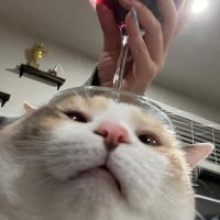 chikuqiang (@jialing_ti) 's Twitter Profile