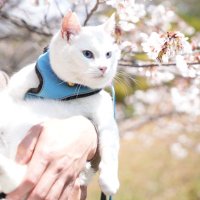 しろねこ しろねこ (@Zk5Gb) / X