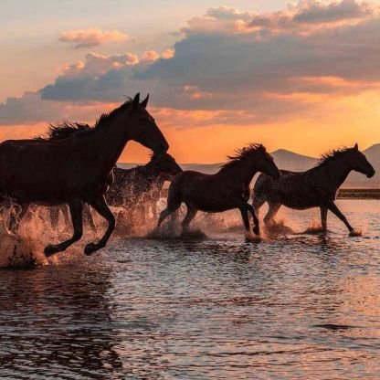 25salihSS's profile picture. ..