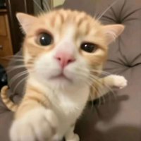 sark0bles (@_sark0bles) 's Twitter Profile