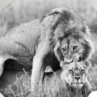 Sert muro (@sert_muro47) Twitter profile photo