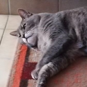 GepettoLeChat's profile picture. 🐈 tigré breton
Z'ai 10 ans et z'ai chadopté la nhumaine le 10/04/25 😼