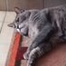 LeChat Gepetto (@gepettolechat) Twitter profile photo LeChat Gepetto (@gepettolechat) Twitter profile photo