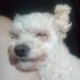 rodolfo (@rodolfo1064877) Twitter profile photo rodolfo (@rodolfo1064877) Twitter profile photo
