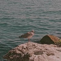 Cemre Buse Üstün (@cemre_dile61518) 's Twitter Profile