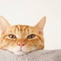 Lm (@l___mu) 's Twitter Profile