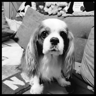 I'm da German Cavalier King Charles Spaniel in da crazy #cavpack, born 22/05/22, my bro was Nanuk born 15/04/2013, gone 19/04/25🌈💔