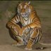 Tigreafricano (@tigreafrican0) Twitter profile photo Tigreafricano (@tigreafrican0) Twitter profile photo
