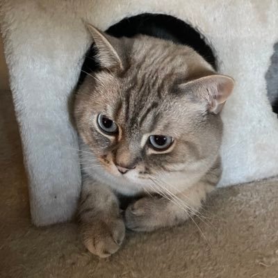 tamay_idk's profile picture. I mess with funny technology