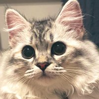 うなり (@unari_) 's Twitter Profile Photo うなり (@unari_) 's Twitter Profile Photo