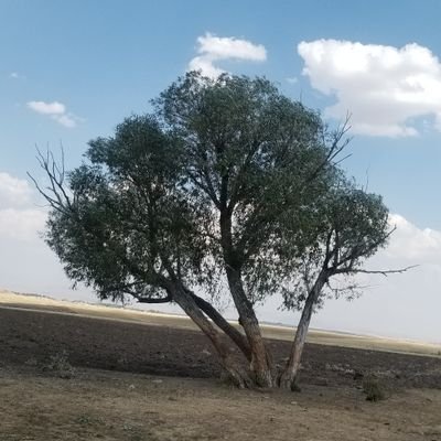 Hivda_34's profile picture. 