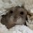 konapiyo's profile image