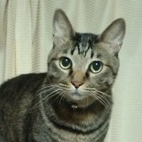 さわき (@sawaki_chan0408) Twitter profile photo