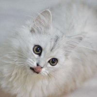 Micheal Grant (@michealgra36807) 's Twitter Profile