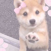 ⪩⪨ (@pupsizf) 's Twitter Profile