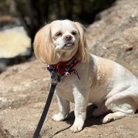 DJ (@jtherapydog) 's Twitter Profile