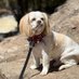 DJ (@jtherapydog) Twitter profile photo DJ (@jtherapydog) Twitter profile photo