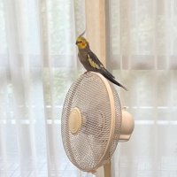 みんこ (@_okame_1119) 's Twitter Profile