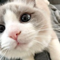 三春明子 (@olime_step654) 's Twitter Profile