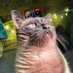 Bruce Leroy, Cat 😺🚐 (@bruceleroycat) Twitter profile photo Bruce Leroy, Cat 😺🚐 (@bruceleroycat) Twitter profile photo
