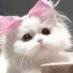 ly (@taeminkisser) Twitter profile photo ly (@taeminkisser) Twitter profile photo