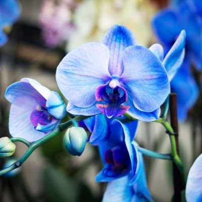 kuwanatu826's profile picture. ブラック企業勤務。趣味は株。昔は色々好きだった