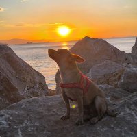𝓨𝓪𝓱𝓪 𝓢𝓪𝓵𝓪𝔃𝓪𝓻 ♥🐾 (@yahaira2983) 's Twitter Profile