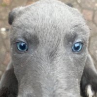 DarleyGreyhounds (@jcb17251973) 's Twitter Profile Photo DarleyGreyhounds (@jcb17251973) 's Twitter Profile Photo