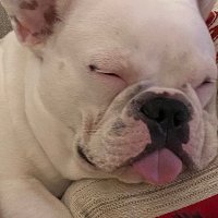 Debby Becker (@beckerdebb36796) 's Twitter Profile