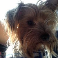 Lucas Palape (@lucaspalape) 's Twitter Profile