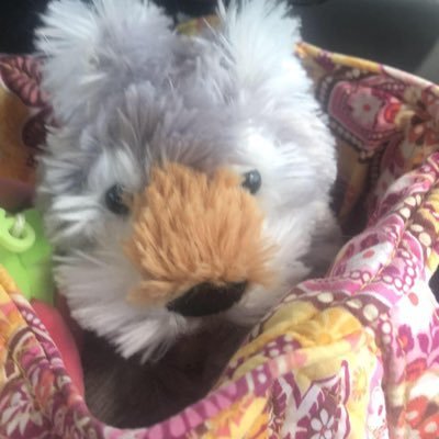 GoolsbyAmie's profile picture. I love 🎃 & 🦋 Butterflies!