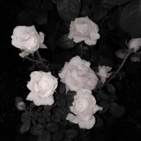 ぽ。 (@121546767kk) 's Twitter Profile