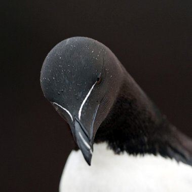 xzemiyl Profile