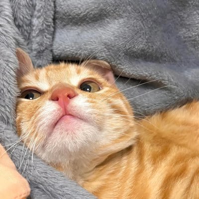 pieさんのプロフィール画像
