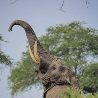 Jumbo (@ndovukuu13) 's Twitter Profile
