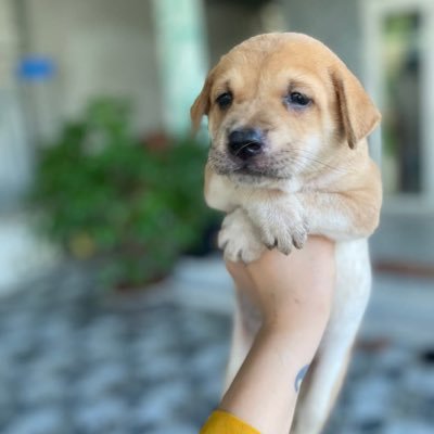 vntn66's profile picture. Colorless Tears. Web3 Enthusiast 🧑‍💻 Blockchain Researcher ✍🏻 Nature Volunteer 🌱#AI #RWA #DApps #DeFi #DEX #NFT #Web3