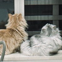 ルテソヌ◢͟￨⁴⁶ (@lrfibvqujlje5sm) 's Twitter Profile Photo