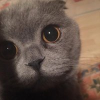Efe (@kunefederler) Twitter profile photo