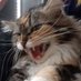 gabbycat. (@kritomino) Twitter profile photo gabbycat. (@kritomino) Twitter profile photo