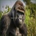 Matthias Timotheus Koch (@kochtimoth76388) Twitter profile photo Matthias Timotheus Koch (@kochtimoth76388) Twitter profile photo